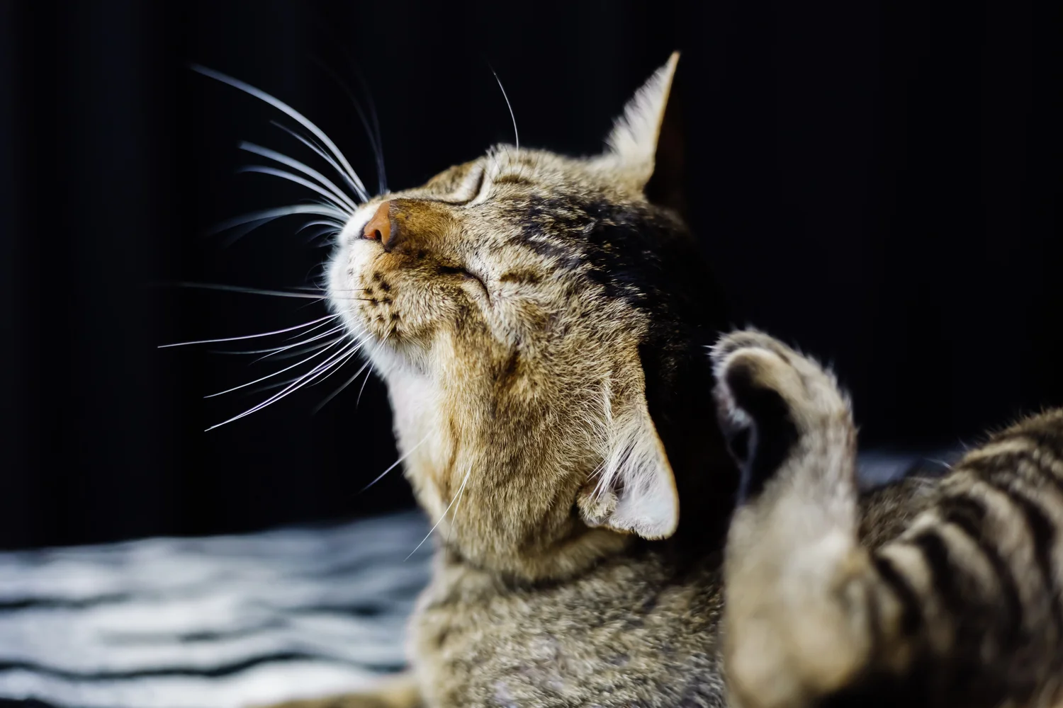 Mon chat se gratte les oreilles que faire